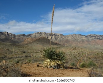 Desert Scenery In The  Franklin Mountains, Texas