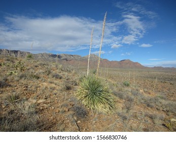 Desert Scenery In The  Franklin Mountains, Texas