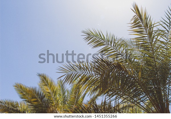 desert sea tree tropical mood best sand Wadi Rum holiday\
car sun boy 
