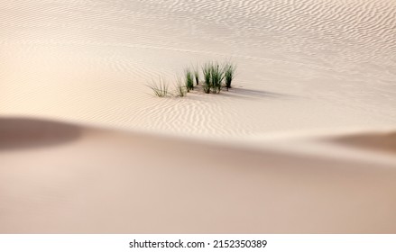 Desert shrub in the desert in Abu Dhabi, muted colors
