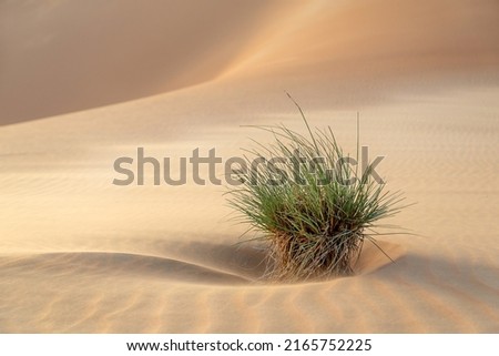 Similar – side wind Desert Sand Dune