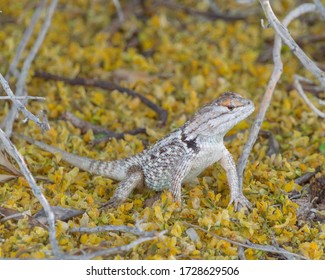 Desert Spiny Lizard On Yellow Palo Verde Blossoms