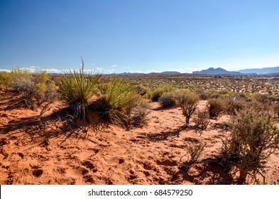 Desert Spoon (Dasylirion Wheeleri) And Other Native Desert Plants In Red Sand Dunes Near Colorado River
Page, Cococino County, Arizona, United States