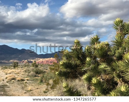 Desert spring Joshuas