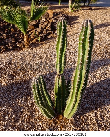 Similar – Image, Stock Photo cacti Green Botany Nature