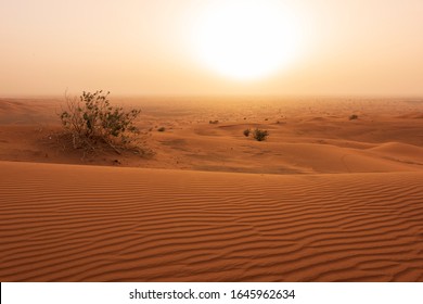 Desert Sun Rise With Sand Dune And Sand Pattern Clearly Visible & A Lonely Tree