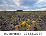 Desert Sunflower blooming in Amboy Crater, Mojave Trails National Monument, CA