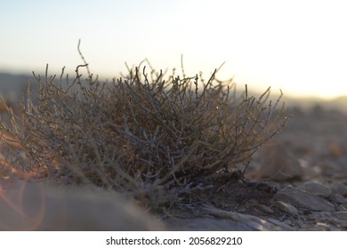 Desert sunset landscape with dry plants in stone dunes under sunny sky. a dry thorny plant in desert with big stones background. Rocky landscape desert hill formations of the Negev Desert in Israel.