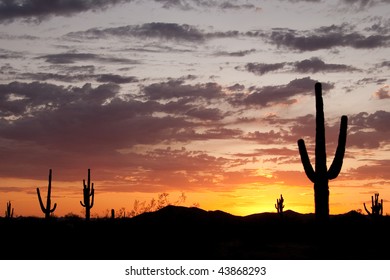 Desert Sunset With Silhouettes Of Saguaro Cactus