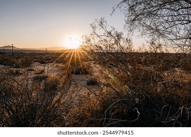 Desert sunset with sun rays filtering through sparse vegetation - Powered by Shutterstock