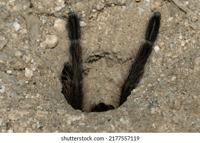 A Desert Tarantula Inside Its Burrow In Joshua Tree National Park. 