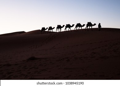 Desert Tent Camels