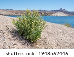 Desert tobacco (Nicotiana obtusifolia) with cream to white flowers in full bloom on the shores of Lake Mojave, Clark County, Nevada