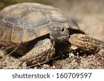 Desert Tortoise