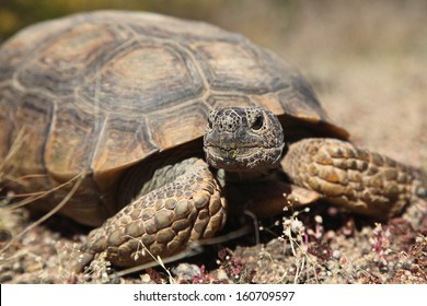 7,296 Desert tortoise Stock Photos, Images & Photography | Shutterstock