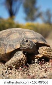 7,296 Desert tortoise Stock Photos, Images & Photography | Shutterstock