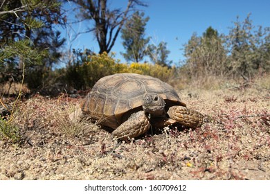 7,296 Desert tortoise Stock Photos, Images & Photography | Shutterstock