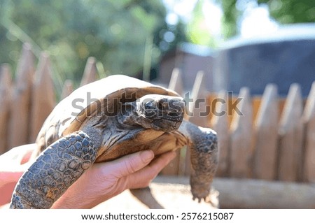 Desert Tortoise Being Handled: Close view of a desert tortoise being held gently, focusing on wildlife care and environmental education.