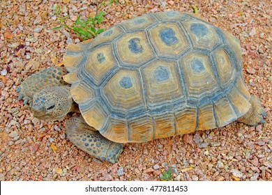 Desert Tortoise Closeup Image Desert Tortoises Stock Photo (Edit Now ...