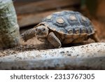 Desert tortoise crawling on the ground 