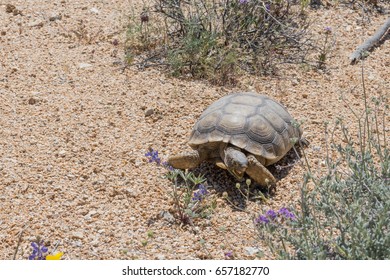 7,296 Desert tortoise Stock Photos, Images & Photography | Shutterstock