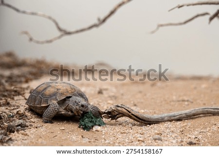 A desert Tortoise eats kale at the Tortoise Research and Captive Rearing Site at Marine Corps Air Ground Combat Center, Twentynine Palms, California, March 16, 2023. The Bureau of Land Management California visited MCAGCC to learn what the Marine Corps was doing to help protect the tortoises in the area and how they inform Marines of protecting the animals. 
