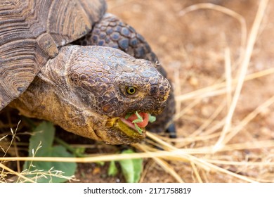 Desert Tortoise, Gopherus Agassizii, Eating Young Desert Mallow Leaves In The Sonoran Desert. Close Up Of Wildlife Native To The American Southwest. A Large Tortoise Foraging For Food. Tucson, AZ.