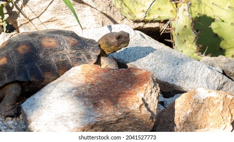 Desert tortoise, Gopherus agassizii, a large reptile species native to the Sonoran Desert. Prickly pear cactus, rocks and wildife on the Pima Canyon trail. Tucson, Arizona, USA.