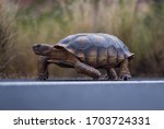 Desert Tortoise (Gopherus agassizii) walking down the road