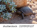 Desert tortoise, Gopherus agassizii, walking through the Sonoran Desert foraging for food and perhaps a mate. A large reptile in natural habitat. Pima County, Oro Valley, Arizona, USA.