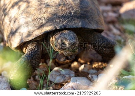 Desert tortoise, Gopherus agassizii, walking through the Sonoran Desert foraging for food and perhaps a mate. A large reptile in natural habitat. Pima County, Oro Valley, Arizona, USA.