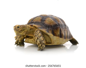Desert tortoise isolated on white background
