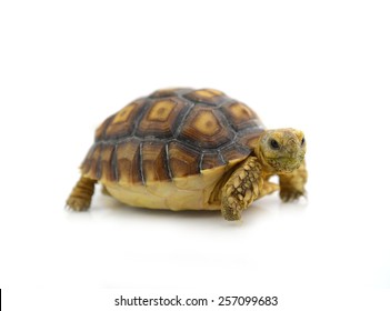 Desert Tortoise Isolated On White Background