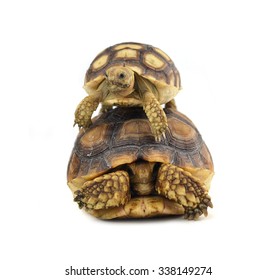 Desert Tortoise Isolated On White Background