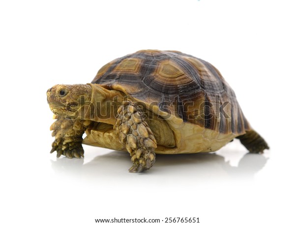 Desert tortoise\
isolated on white\
background