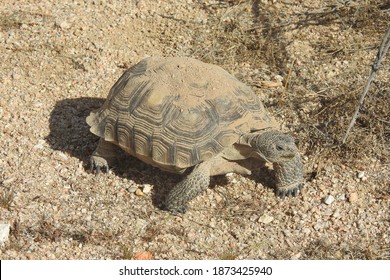 Desert Tortoise, Mojave Desert, California. This amazing reptile emerged from her burrow, ready to eat. She munched on patches of desert grass protruding from the pebbles of sand.
