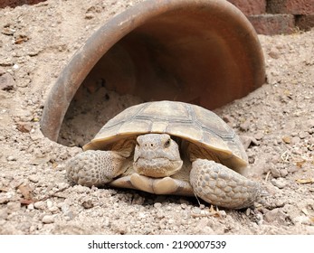 Desert Tortoise In Residential Enclosure With Human Made Burrow