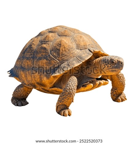 The desert tortoise is a slow-moving reptile native to the arid regions of the southwestern United States and northern Mexico. Known for its sturdy shell and long lifespan, it is well-adapted to deser