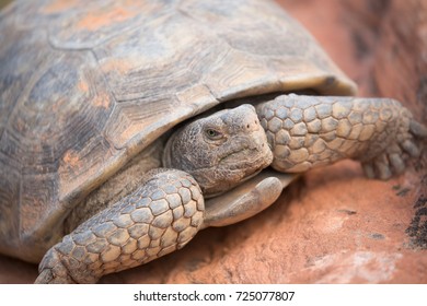 Desert Tortoise In Snow Canyon State Park Utah