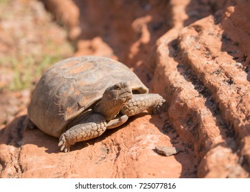 Desert Tortoise In Snow Canyon State Park Utah