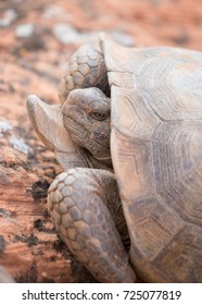 Desert Tortoise In Snow Canyon State Park Utah