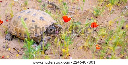 Desert tortoise in the wild, wild exotic reptile in the kyzylkum desert