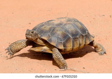 Desert Tortoises, Close Up.