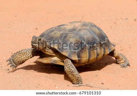 Desert tortoises, close up.