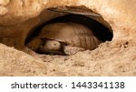 The desert tortoises (Gopherus agassizii and Gopherus morafkai), also known as desert turtles, are two species of tortoise in Qatar.
