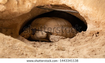The desert tortoises (Gopherus agassizii and Gopherus morafkai), also known as desert turtles, are two species of tortoise in Qatar.
