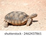 Desert tortoisetalking a walk at day time .