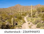 Desert trail in Saguaro National Park near Tucson, Arizona, US, between green Sonoran Desert vegetation and iconic Saguaro cacti, Carnegiea gigantea