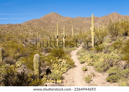 Desert trail in Saguaro National Park near Tucson, Arizona, US, between green Sonoran Desert vegetation and iconic Saguaro cacti, Carnegiea gigantea