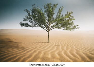 Desert Tree